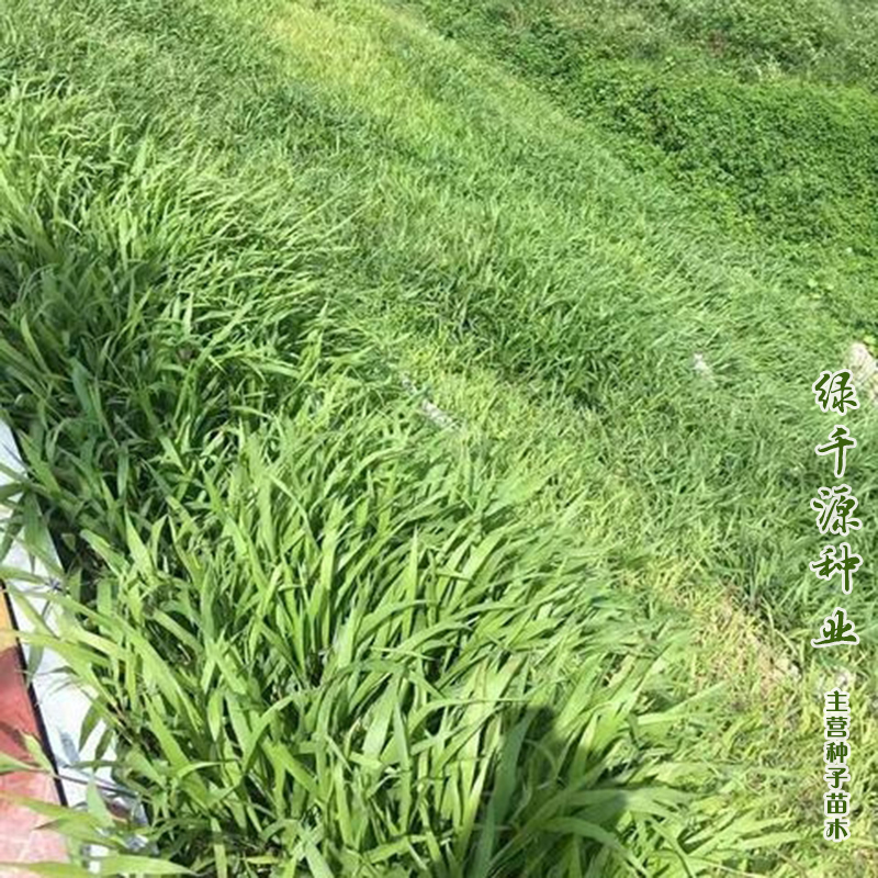 沭阳县宽叶草种子提供发票包邮护坡草种子国产百喜草种子提供技