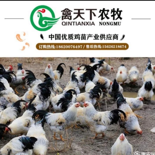 广州 禽天下自产彩凤鸡公鸡苗白芦花鸡苗包疫苗包路损全国发货