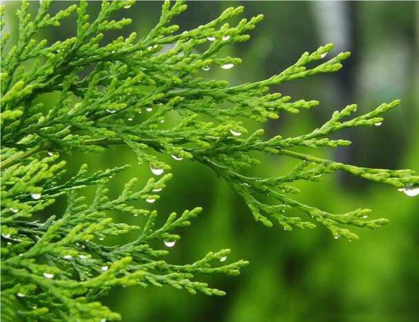 罗平县云南无硫侧柏叶云南天然植物雅诺生物雪上小草