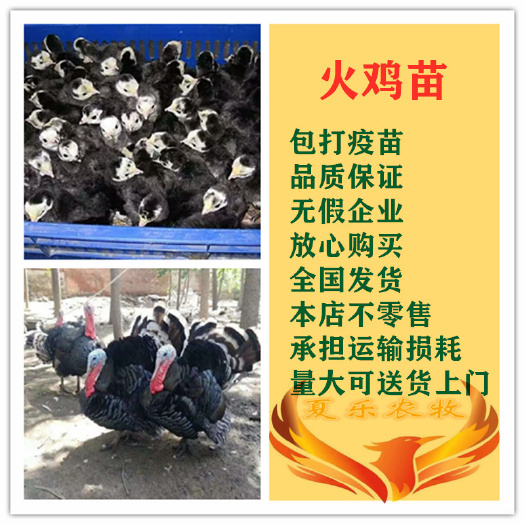广州 贝蒂娜火鸡苗青铜火鸡苗尼古拉火鸡苗包打马立克疫苗