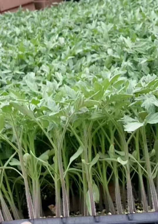 硬粉番茄苗  硬粉西红柿苗抗TY耐褪绿大果高圆型