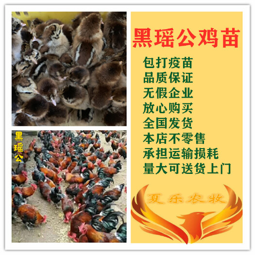广州 黑瑶鸡苗包打马立克疫苗送开口药