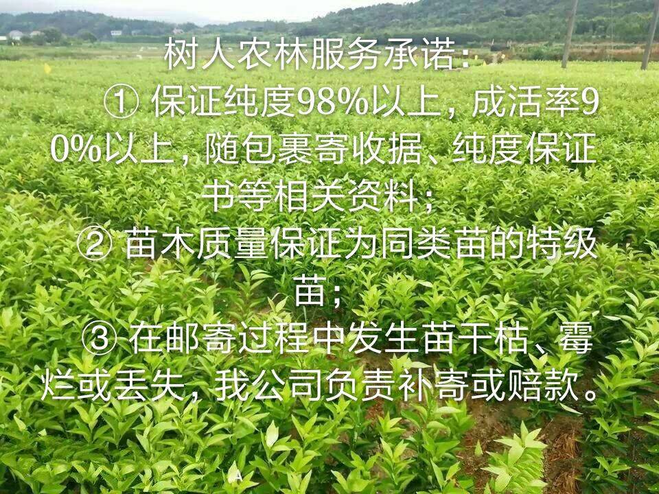 伦晚脐橙苗1年苗伦晚杯苗纯度品质保障签订合同