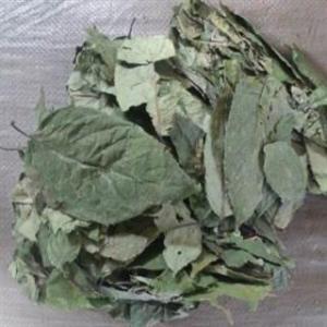 罗平县云南家种无硫天然杜仲叶