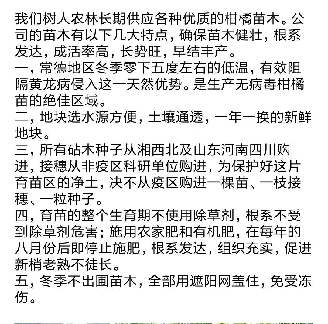 伦晚脐橙苗1年苗伦晚杯苗纯度品质保障签订合同