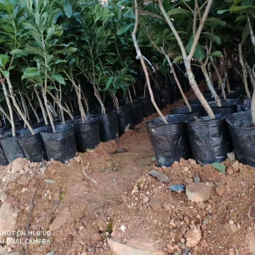 普宁市东魁杨梅树苗 中杯新货，自家种苗，价格便宜