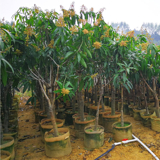 灵山县 产地直销金煌芒果苗可盆栽地栽水果树苗芒果树苗包邮金煌芒果苗