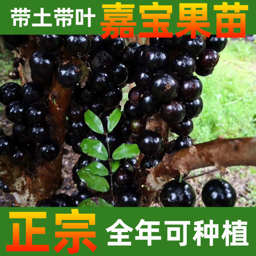 永春县嘉宝果苗  树葡萄大量批发 沙巴品种各类规格 正基地带土