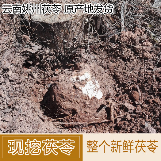 楚雄市新鲜茯苓云苓白茯苓 原产地云南姚州茯苓 湿茯苓