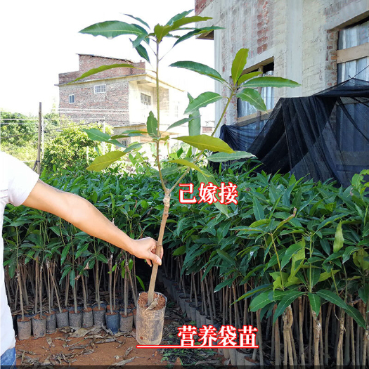 灵山县 芒果树苗四季蜜芒果苗当年挂果嫁接苗现货优惠批发