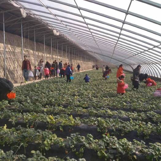 青州市钢管大棚 养殖大棚 厂家直发，椭圆管圆管，风机棉被岩棉及各种大棚用配件
