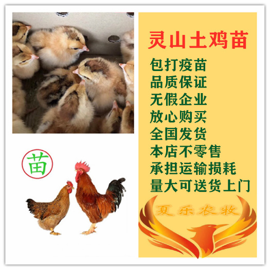广州 灵山土鸡苗孵化厂直供包打疫苗送开口药