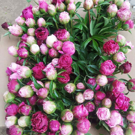 郓城县 精品鲜切芍药花现摘现发室内鲜花观赏芍药保鲜包装