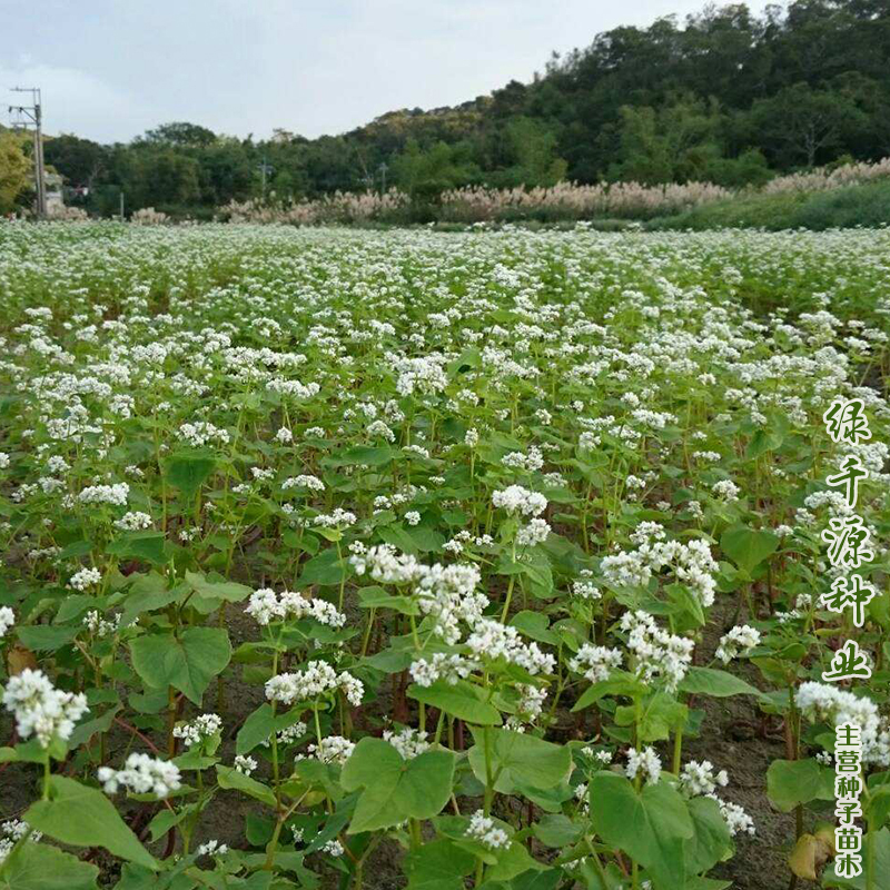 蕎麥種子甜蕎麥種子苦蕎麥種子包郵