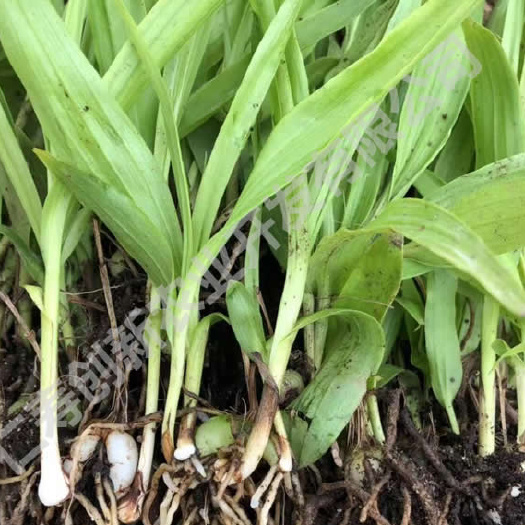 紫花白芨苗 中药材白芨种苗出售白芨种植基地直发量大从优