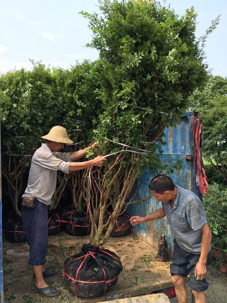 嘉宝果苗  树葡萄大量批发 沙巴品种各类规格 正基地带土