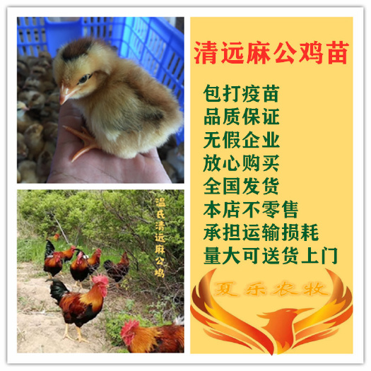 广州 清远麻鸡苗孵化厂直供包打马立克疫苗送开口药