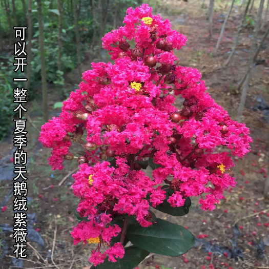 沭阳县 美国紫薇深玫红色江苏基地直销1.5-3公分粗50亩紫薇直销