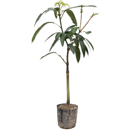 灵山县 水果树苗芒果苗基地供应凯特芒果苗嫁接苗正品多肉植物