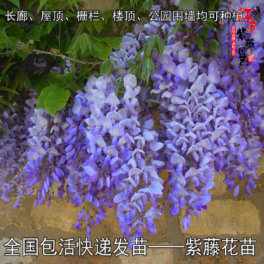 沭阳县 攀援植物紫藤一年生藤蔓花卉多花紫藤树苗江苏基地直销