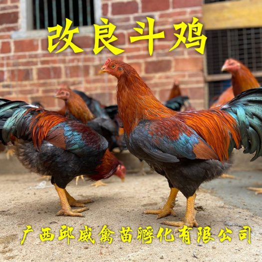 南宁改良斗鸡苗  斗鸡苗  高端土鸡  全国包运输损耗包打疫苗