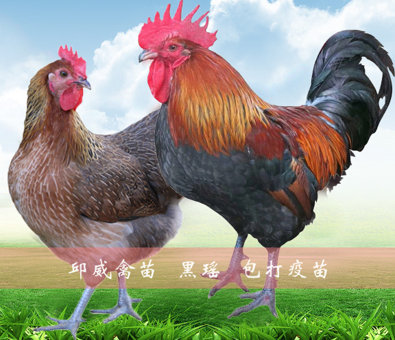 南宁广西黑瑶鸡苗 血毛土鸡  瑶鸡苗 全国包运输损耗包打疫苗