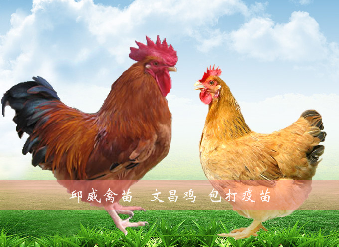 南宁文昌鸡苗  文昌鸡 海南土鸡 成本低 成鸡售价高 包运输损耗包打疫苗