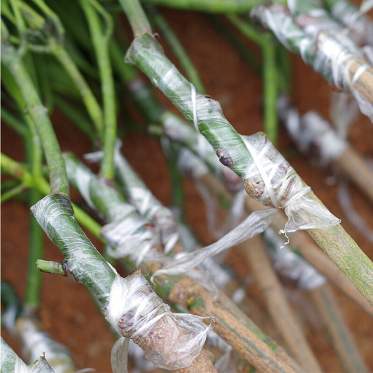 灵山县 水果树苗澳芒果苗 澳洲芒果苗 正品保证价格实惠 基地供应