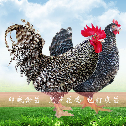 南宁畅销热卖 大种黑芦花鸡苗 芦花鸡 全国包运输包打疫苗