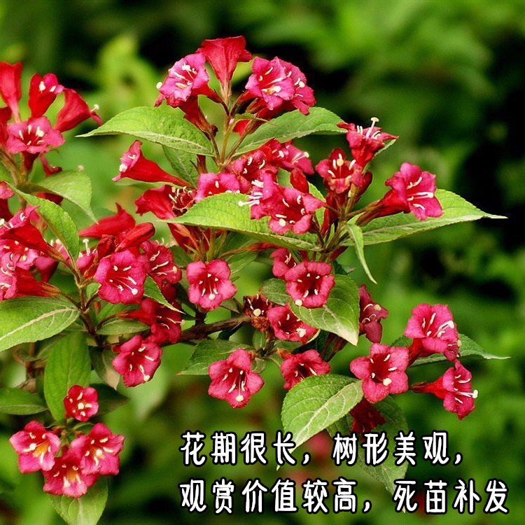 沭阳县 绿化带苗木红王子锦带一年生花卉苏北基地直销欢迎来电