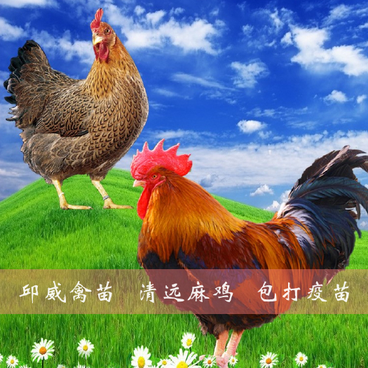 南宁 清远麻鸡苗 麻鸡苗  料肉比低  运输包损耗包打疫苗
