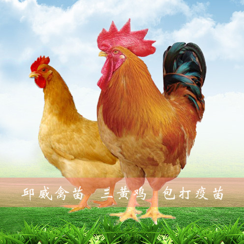 南宁三黄鸡苗  土鸡苗 价格优惠 包运输 包打出厂疫苗