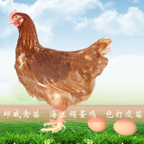 南宁 海兰褐蛋鸡 粉壳蛋鸡苗 年产蛋320 包运输损耗包打疫苗