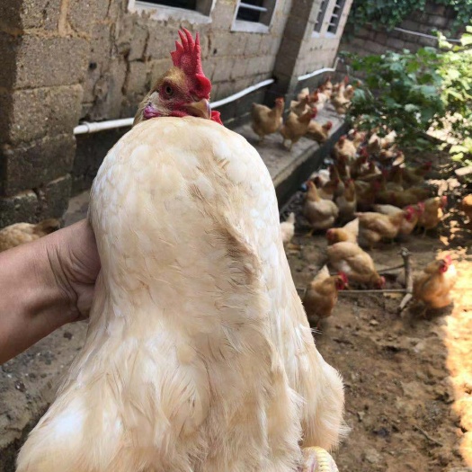 昆明 孵化场直销三黄鸡苗