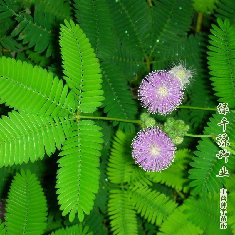 沭阳县含羞草种子含羞草新种子含羞草种子包邮