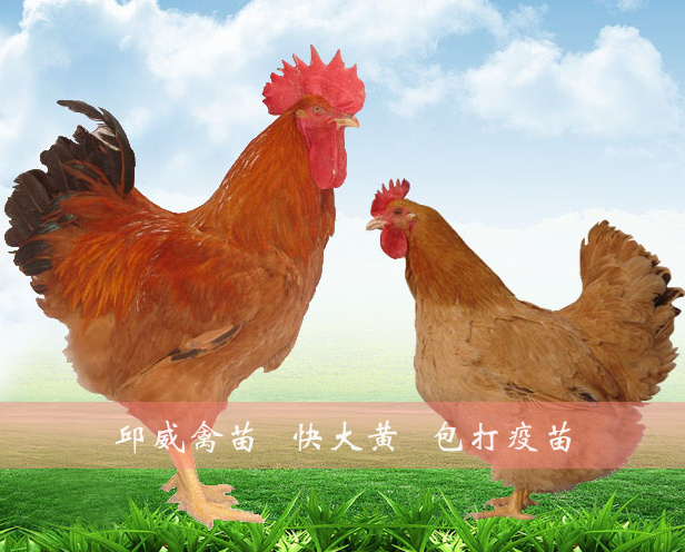 南宁 快大黄鸡苗 九斤黄鸡苗 快大肉鸡 全国包运输损耗包打疫苗