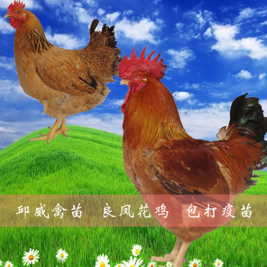 南宁良凤花鸡苗 金陵花鸡苗 快大型肉鸡苗 包运输损耗包打疫苗