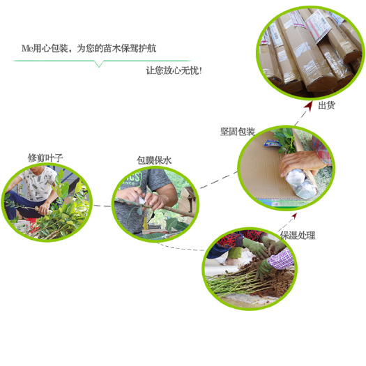 灵山县台农一号芒果苗 台农一号 嫁接苗 当年挂果 芒果树苗 场地直供价格实惠包邮