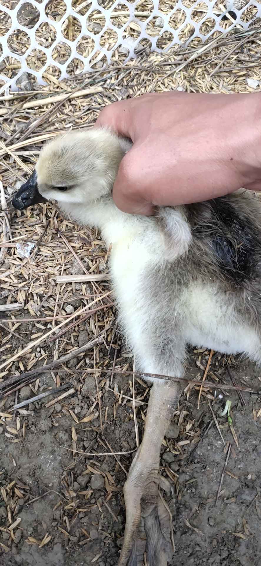 张老师你好20多天的小鹅突然两腿发软流口水然后两腿伸直就死了怎么四