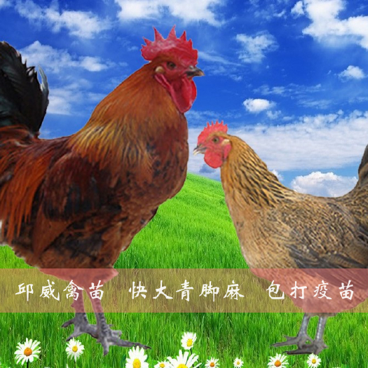 南宁快大青脚麻鸡苗  青脚麻鸡 铁脚麻 全国包运输损耗包打疫苗