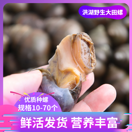 洪湖市田螺 湖北洪湖精养大田螺厚壳 薄壳饵料螺 石螺螺狮10-60