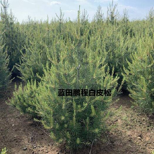 蓝田县 供应1.5米2米3米4米白皮松，规格齐全，苗圃直销