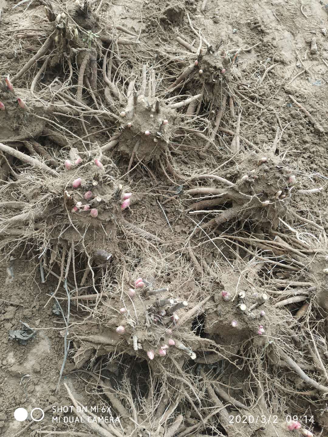  带芽芍药4-5个芽生长三年以上精品观赏芍药重瓣芍药品种