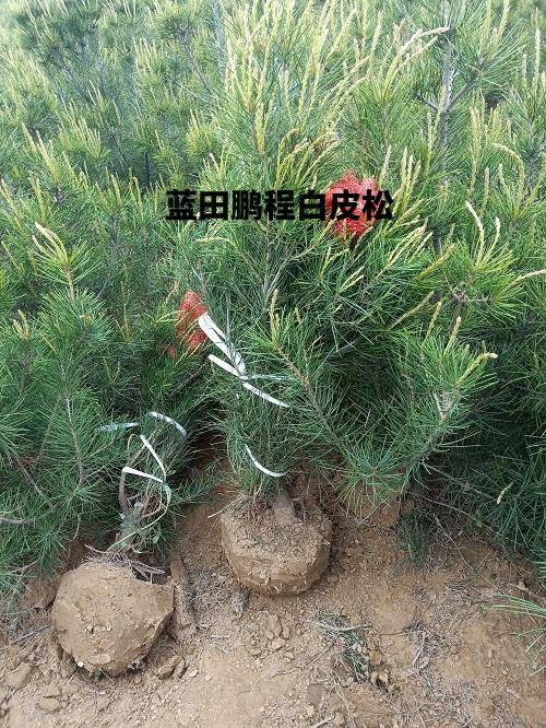 蓝田县 白皮松小苗，白皮松，白皮松价格