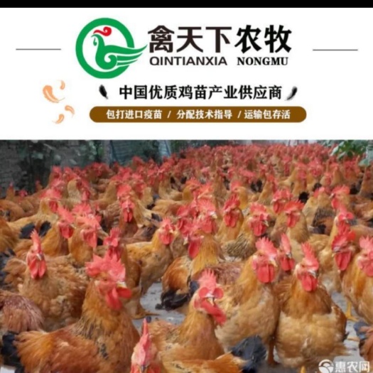 广州 k9麻黄鸡苗20年老店包疫苗包路损全国发货放心买卖