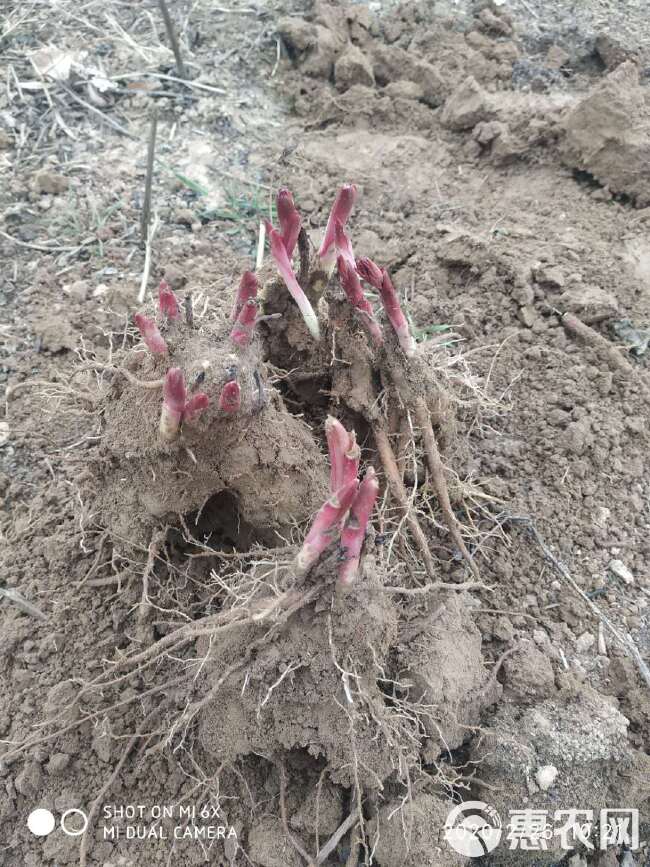  纯观赏芍药带芽三年以上土培完好菏泽牡丹基地直销价格便宜