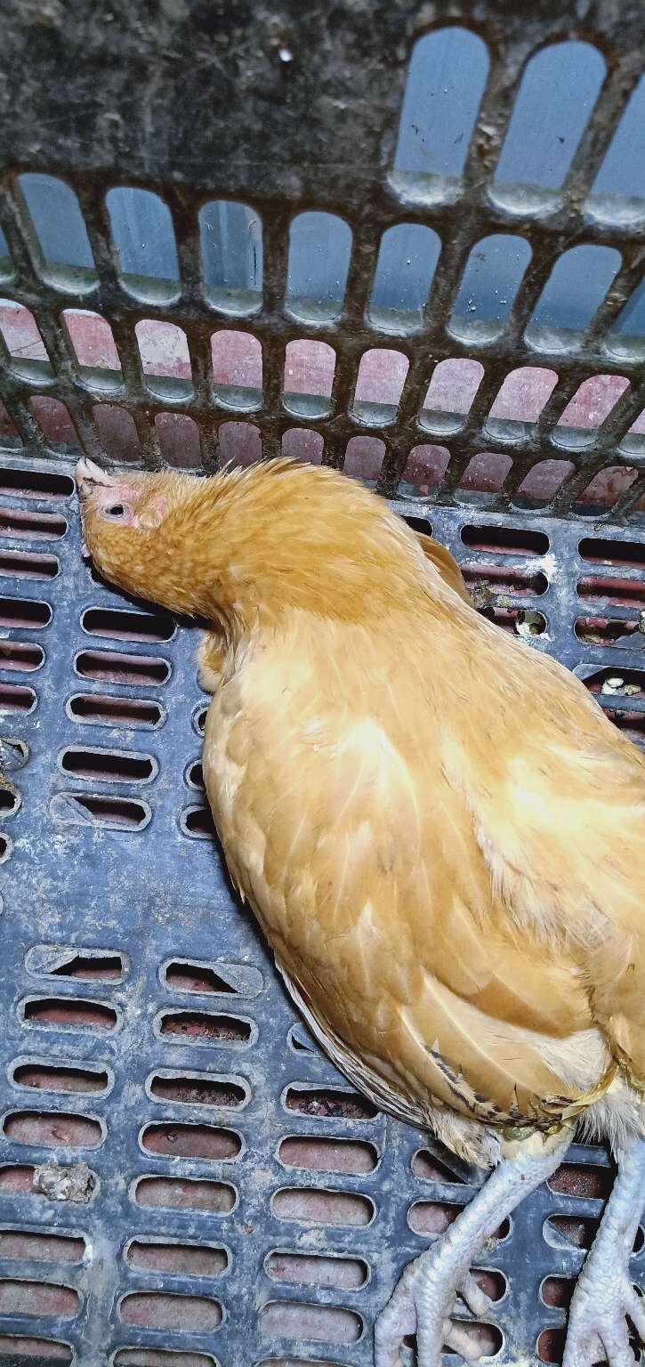 鸡瘫痪吃什么是什么病 鸡突然瘫痪用什么土方法