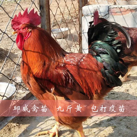 南宁 九斤黄鸡苗 快大黄 快大型肉鸡苗 包打疫苗 包运输损耗