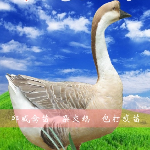 南宁 四季鹅苗 多蛋鹅苗 包打疫苗 包运输损耗