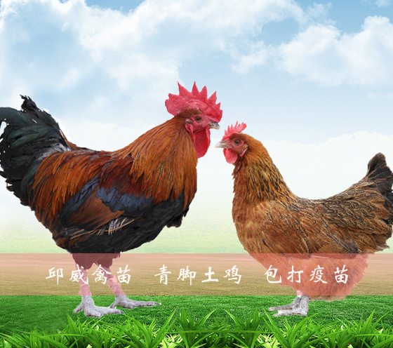 南宁 黄羽青脚土鸡苗 青脚土鸡苗 土鸡苗 包打疫苗 包运输损耗